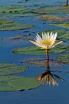Water lily in flower, Okavango delta, Botswana