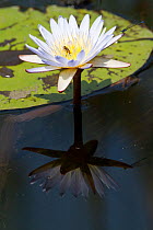 Waterlily in flower being visited by insects Okavango delta, Botswana