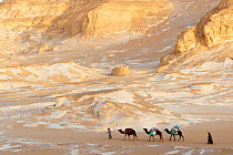 People trekking with Dromedary camels (Camelus dromedarius) through chalk rock formations created by sandstorms, White desert, Sahara, Egypt, February 2009. No release available.