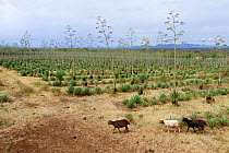 Cattle in Sisal (Agave sisalana) fields, near lake Bogoria, Kenya, March 2011
