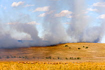 RF- Bush fire with Topi (Damaliscus korrigum) and Zebra (Equus quagga) Masai-Mara Game Reserve, Kenya, October 2012. (This image may be licensed either as rights managed or royalty free.)