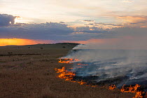 Bush fire at dusk, Masai-Mara Game Reserve, Kenya, October 2012