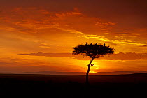 Sunset silhouetting tree, with roosting vultures, Masai-Mara game reserve, Kenya