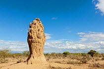 Termite hill near Lake Magadi, Kenya