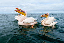 White pelican (Pelecanus onocrotalus) on surface of water to fish, Walvis Bay, Swakopmund, Namibia,