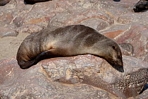 South african fur seal (Arctocephalus pusillus) resting on rocks, Cape Cross National Park, Namibia