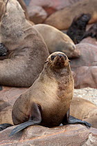 South african fur seal (Arctocephalus pusillus) on coastal rocks, Cape Cross National Park, Namibia