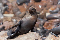 South african fur seal (Arctocephalus pusillus) on coast, Cape Cross National Park, Namibia