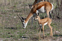 Springbok (Antidorcas marsupialis) mother and young, Etosha National Park, Namibia