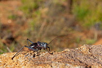 Long-horned grasshopper (Eppiphiger sp)  Namibia