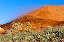 Sossusvlei dunes, wind in rainy season, Namib-Naukluft National Park, Namib desert, Namibia, April 2008
