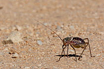 Long-horned grasshopper (Ephippiger sp) on ground, Namibia