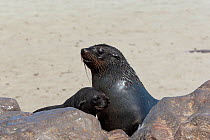South african fur seal (Arctocephalus pusillus) female with young, Cape Cross National Park, Namibia