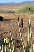 Long-horned grasshopper (Ephippiger sp) on milk bush (Euphorbia damarana) in the Damaraland, Namibia