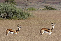 Springbok (Antidorcas marsupialis) in grassland, Damaraland, Namibia