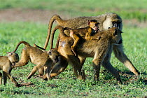 Yellow baboon (Papio hamadryas cynocephalus) mother carrying its baby in the middle of a group, Amsoseli National Park, Kenya