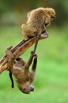 Young Olive baboons (Papio hamadryas anubis) playing with one hanging from the others tail, Nakuru National Park, Kenya