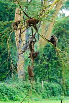 Olive baboon (Papio hamadryas anubis) group in an acacia tree, Nakuru National Park, Kenya