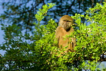 Olive baboon (Papio hamadryas anubis) young male eating in a blossom acacia, Meru National Park, Kenya