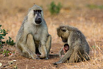yellow baboon (Papio hamadryas cynocephalus) male looking at a mother and its baby, Tsavo East National Park, Kenya