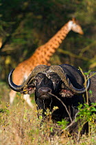African buffalo (Syncerus caffer) male and Rothschild's giraffe (Giraffa camelopardalis rothschildi) Nakuru National Park, Kenya