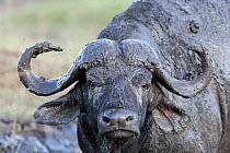 African buffalo (Syncerus caffer) covered in mud during mud bath bath, Masai-Mara game reserve, Kenya