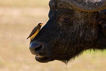 RF- African buffalo (Syncerus caffer) male with Yellow-billed oxpecker (Buphagus africanus) on nose, Nakuru National Park, Kenya. (This image may be licensed either as rights managed or royalty free.)