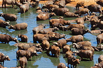 African buffalo (Syncerus caffer) herd drinking in front of Voi lodge, aerial view, Tsavo East National Park, Kenya