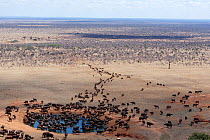 African buffalo (Syncerus caffer) herd drinking in front of Voi lodge, aerial view, Tsavo East National Park, Kenya, October 2008