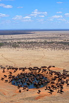 African buffalo (Syncerus caffer) herd drinking in front of Voi lodge, aerial view, Tsavo East National Park, Kenya, October 2008