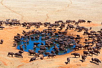 African buffalo (Syncerus caffer) herd drinking in front of Voi lodge, aerial view, Tsavo East National Park, Kenya