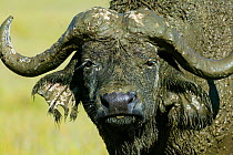 African buffalo (Syncerus caffer) male covered with mud after mud bathing, Nakuru National Park, Kenya