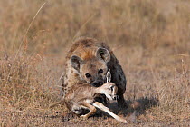 Spotted hyena (Crocuta crocuta) killing a newborn Grant's gazelle (Nanger granti) Masai-Mara game reserve, Kenya