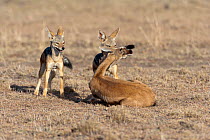 Black-backed jackal (Canis mesomelas) killing an adult Thomson's gazelle (Eudorcas thomsonii) weakened by drought, Masai-Mara game reserve, Kenya