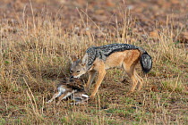 Black-backed jackal (Canis mesomelas) hunting a newborn Thomson's gazelle (Eudorcas thomsoni) hidden in the grasses, Masai-Mara game reserve, Kenya
