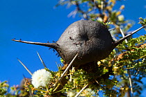 Whistling thorn (Acacia drepanolobium) gall occupied by mutualist ant (Crematogaster sp) Kenya