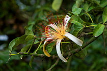 Malabar chestnut (Pachira aquatica) flower, Tortugueros National Park, Costa Rica