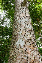 Tree with trunk covered with spines  (Ceiba sp) in tropical forest, Corcovado National Park, Costa rRca