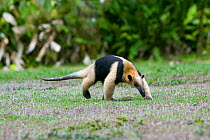 Lesser anteater (Tamandua mexicana) Corcovado National Park, Costa rica