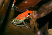 Granular Poison Frog (Dendrobates granuliferus) Corcovado National Park, Costa Rica, Vulnerable species