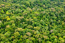 Tropical forest canopy,  Corcovado National Park, Costa Rica, May 2009