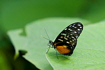 Tiger longwing butterfly (Heliconius hecale) on leaf  with coiled proboscis, Hacienda Baru, Costa rica