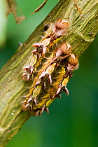 Morpho butterfly (Morpho peleides) caterpillars on twig, Costa rica, Central America