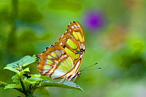 Malachite butterfly (Siproeta stelenes) Hacienda Baru, Costa Rica