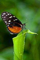 Tiger longwing blutterfly (Heliconius hecale) Hacienda Baru, Costa Rica