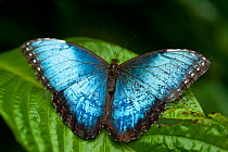 Blue morpho butterfly (Morpho peleides) Hacienda Baru, Costa Rica