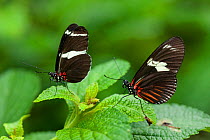 Sara Longwing Butterflies (Heliconius sara) with wings closed, Hacienda Baru, Costa Rica