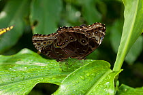 Blue morpho (Morpho peleides) butterflies mating, Hacienda Baru, Costa Rica