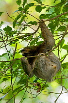 Brown-throated sloth (Bradypus variegatus) climbing, Hacienda Baru, Costa Rica