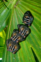 RF- Tent making bats (Uroderma bilobatum) resting on Bactris palm, Hacienda Baru, Costa Rica. (This image may be licensed either as rights managed or royalty free.)